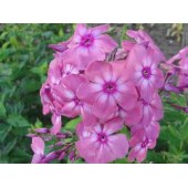 Флокс Phlox Юдифь